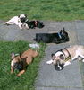 Französische Bulldogge Foto: Die ganze Familie (ID 42197) Französische Bulldogge Hund
