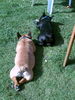 Französische Bulldogge Foto: Luna mit 6 Monaten (ID 42191) Französische Bulldogge Hund