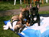 Französische Bulldogge Foto: Chester und Luna (ID 42196) Französische Bulldogge Hund