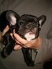 Französische Bulldogge Hund