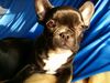 Französische Bulldogge Hund