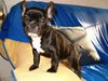 Französische Bulldogge Hund