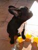 Französische Bulldogge Hund