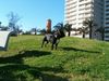 Französische Bulldogge Hund