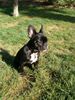 Französische Bulldogge Hund