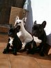 Französische Bulldogge Hund