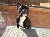 Französische Bulldogge Hund