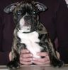 Französische Bulldogge Hund