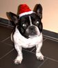 Französische Bulldogge Hund
