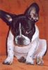 Französische Bulldogge Hund