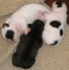 Französische Bulldogge Foto: Die drei süßen. (ID 28444) Französische Bulldogge Hund