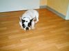 Französische Bulldogge Hund