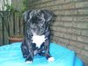 Französische Bulldogge Hund
