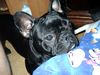 Französische Bulldogge Hund