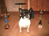 Französische Bulldogge Hund