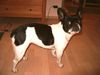 Französische Bulldogge Hund