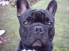Französische Bulldogge Hund