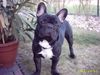 Französische Bulldogge Hund