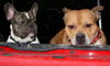 Französische Bulldogge Foto: Friends, Macho und Bruno im Auto (ID 29687) Französische Bulldogge Hund