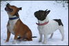 Französische Bulldogge Foto: Bruno mit Staffbull Macho (ID 29810) Französische Bulldogge Hund