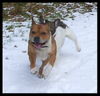 Französische Bulldogge Foto: Versteckt hinter Macho (ID 29811) Französische Bulldogge Hund