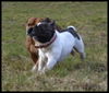 Französische Bulldogge Foto: Kopf an Kopf Rennen (ID 29812) Französische Bulldogge Hund