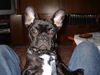 Französische Bulldogge Foto: Ich bin Maddox (Glubschi) (ID 29776) Französische Bulldogge Hund