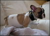 Französische Bulldogge Foto: Apollo 8 Wochen (ID 30302) Französische Bulldogge Hund