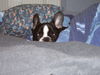 Französische Bulldogge Foto: Major 12 wochen alt (ID 31370) Französische Bulldogge Hund