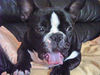 Französische Bulldogge Foto: major (ID 32568) Französische Bulldogge Hund