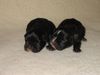 Französische Bulldogge Hund