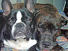 Französische Bulldogge Foto: ein team (ID 32567) Französische Bulldogge Hund
