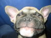 Französische Bulldogge Foto: Brösel 18 Wochen (ID 37063) Französische Bulldogge Hund