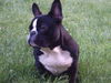 Französische Bulldogge Foto: major 6 monate alt (ID 31444) Französische Bulldogge Hund