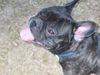 Französische Bulldogge Hund