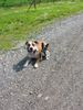 Französische Bulldogge Hund