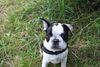 Französische Bulldogge Foto: Mathilda mit 10 wochen (ID 46042) Französische Bulldogge Hund