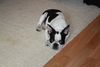 Französische Bulldogge Foto: Mathilda mit 13 wochen (ID 46043) Französische Bulldogge Hund