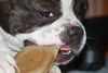 Französische Bulldogge Foto (ID 46097) Französische Bulldogge Hund
