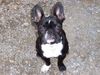 Französische Bulldogge Foto: Ich bin klein Susi ! (ID 32236) Französische Bulldogge Hund