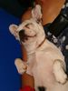 Französische Bulldogge Hund