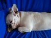 Französische Bulldogge Hund