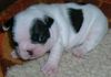 Französische Bulldogge Foto: Er ist noch zu haben. (ID 28445) Französische Bulldogge Hund
