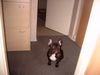 Französische Bulldogge Hund