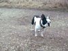 Französische Bulldogge Hund