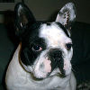 Französische Bulldogge Foto: Kapsel (ID 30385) Französische Bulldogge Hund
