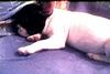 Französische Bulldogge Hund