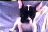 Französische Bulldogge Hund