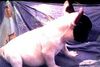 Französische Bulldogge Hund