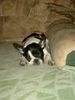 Französische Bulldogge Hund
